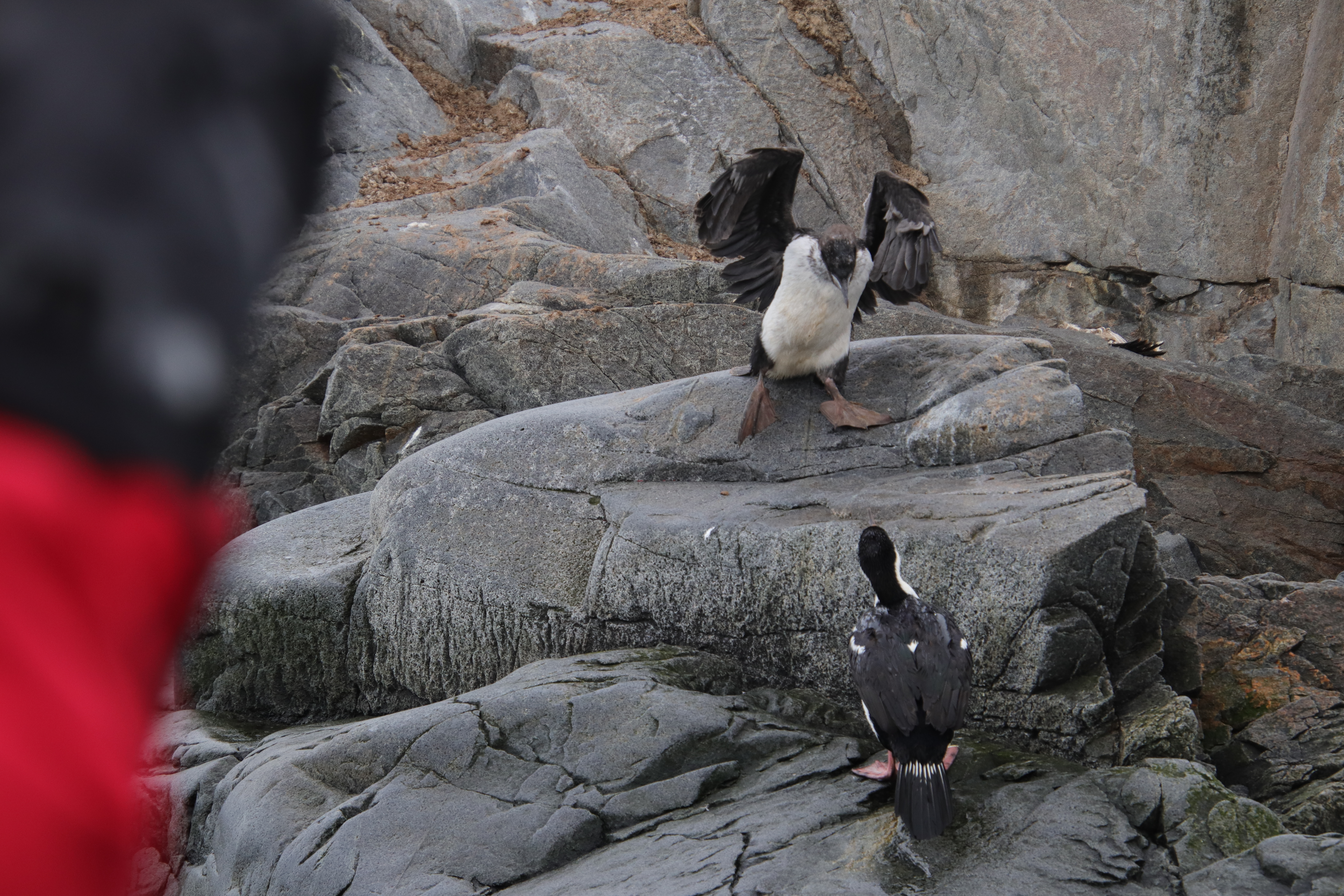 Blue-eyed shag chick coming