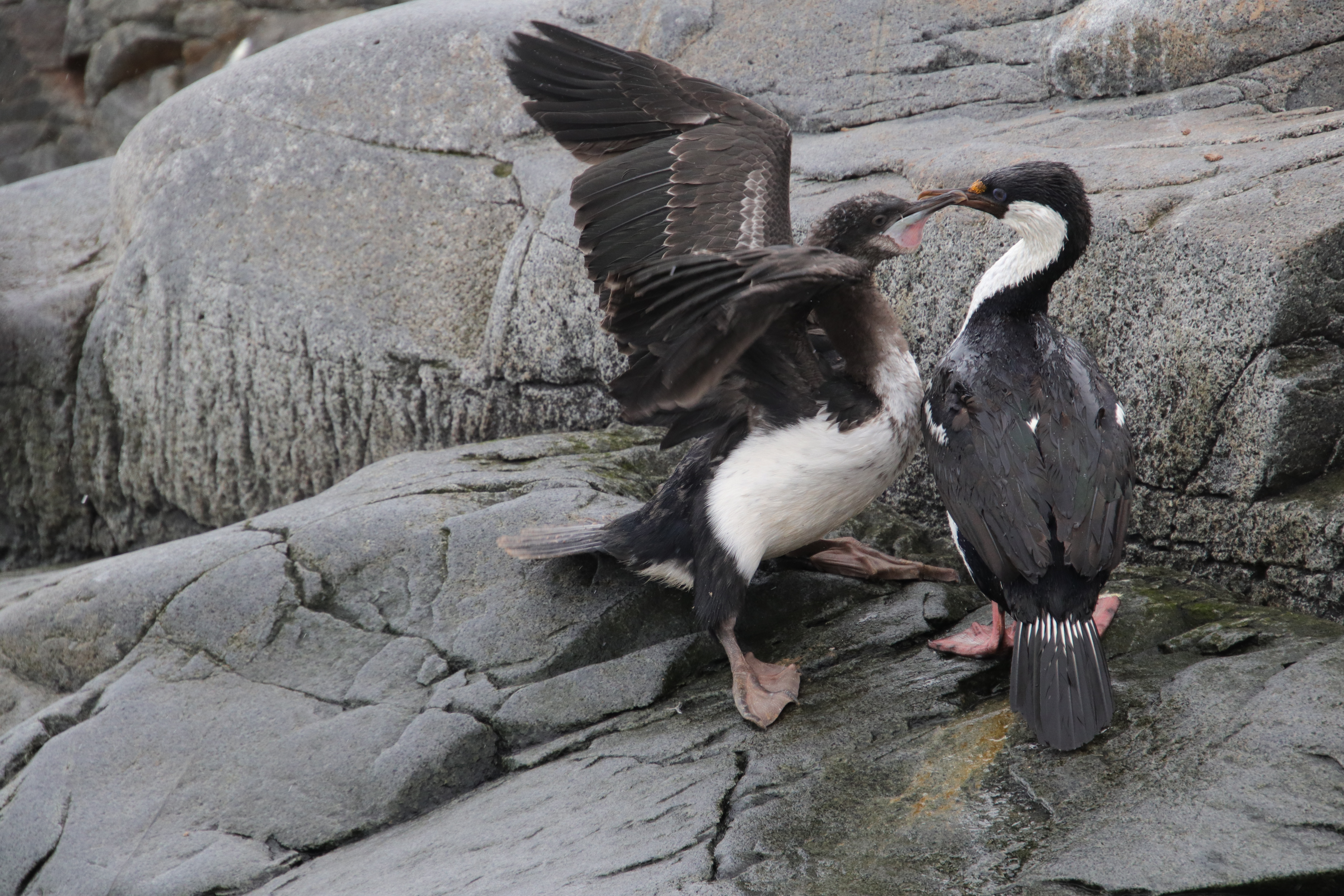 Parent greeting chick