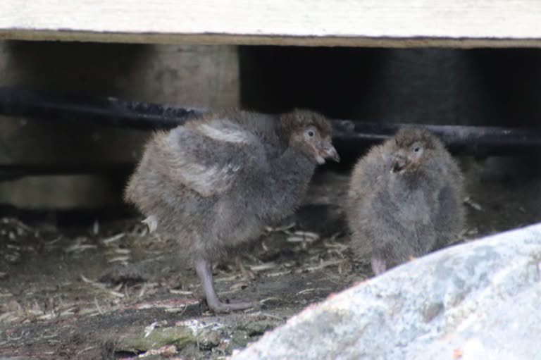 Snowy sheathbill chicks
