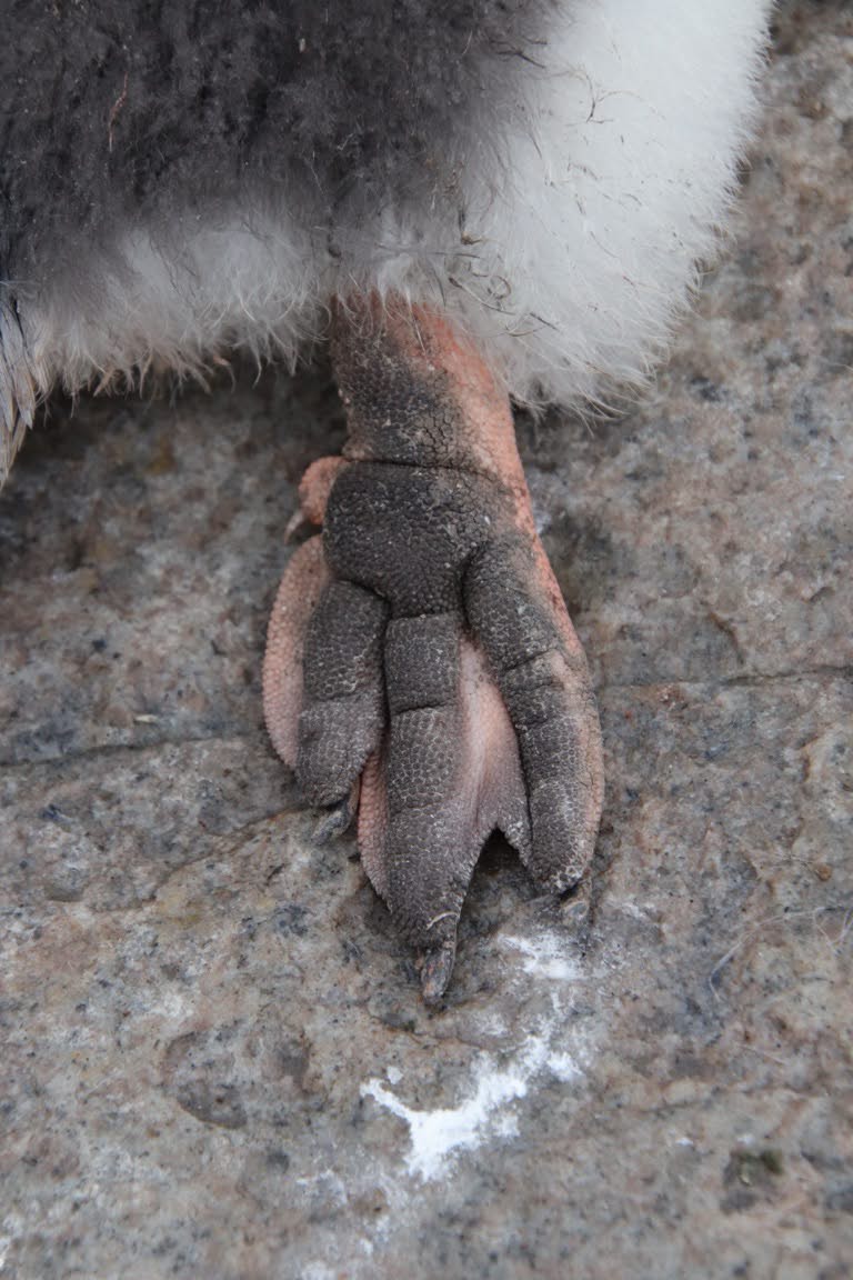 bottom of penguin feet