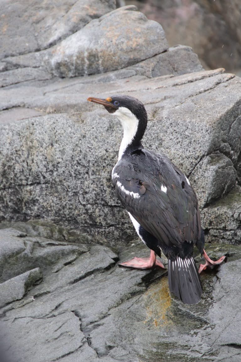 Blue-eyed shag parent