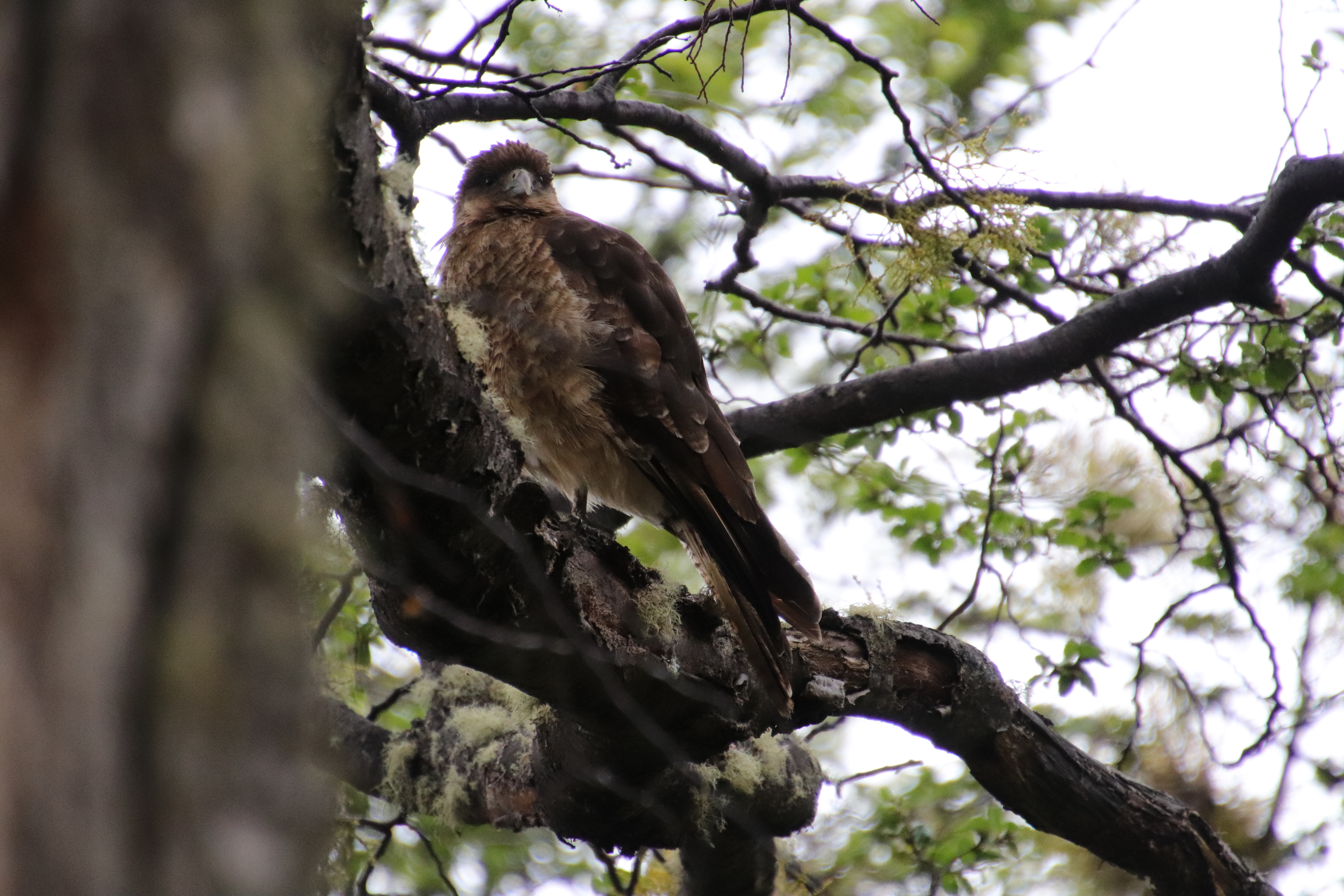 Chimango Caracara