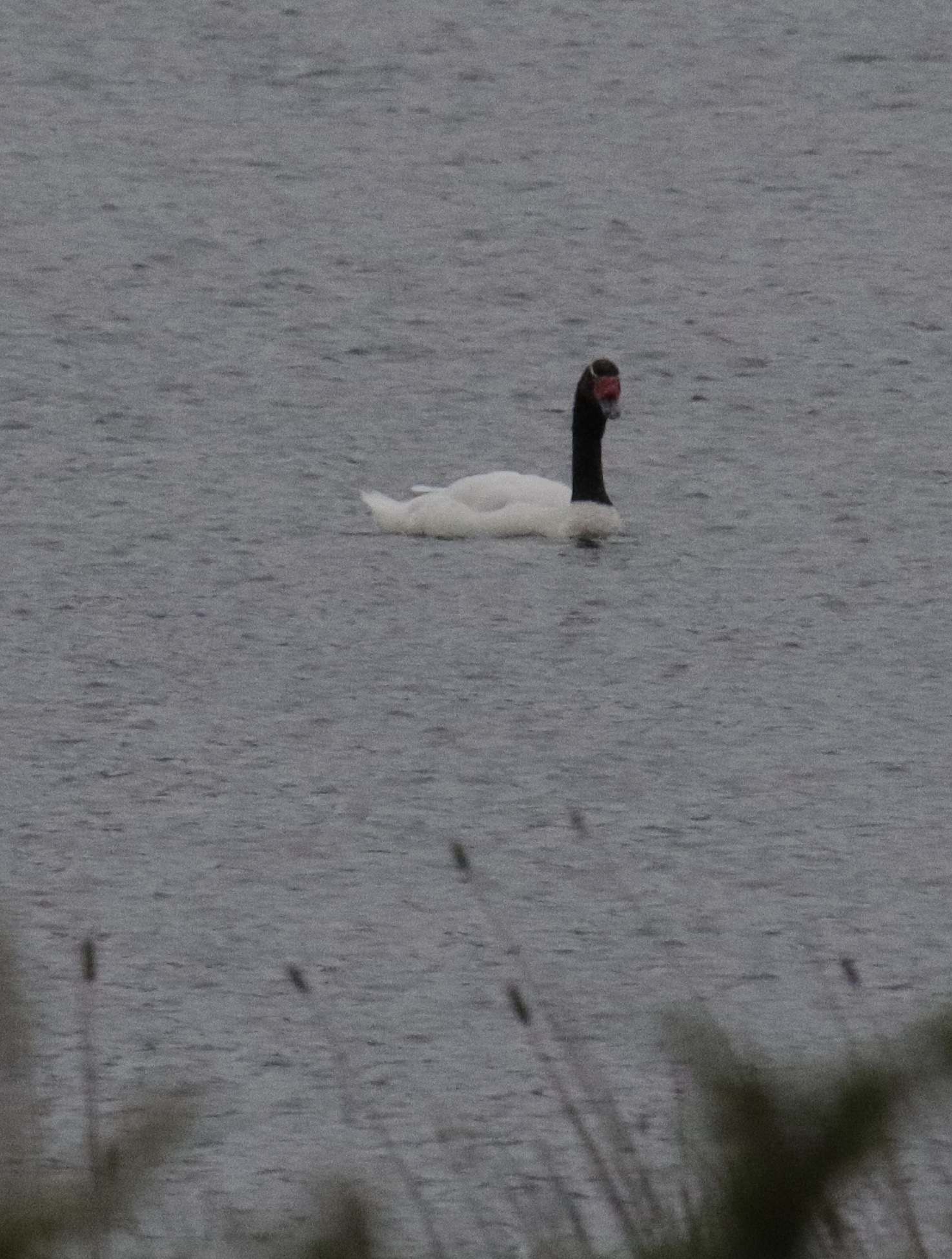 Black-necked swan