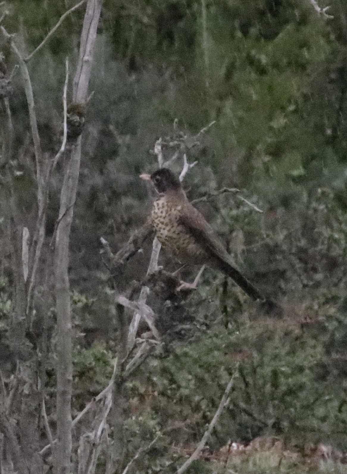 Austral Thrush