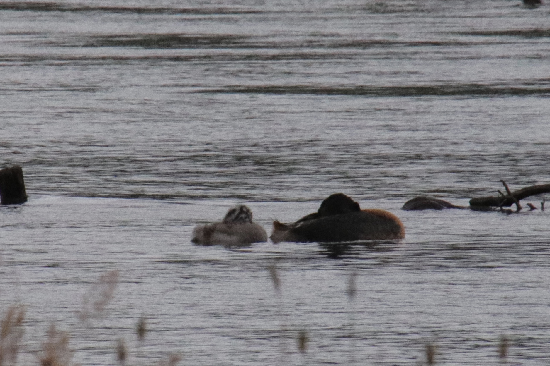 Great Grebe with chick