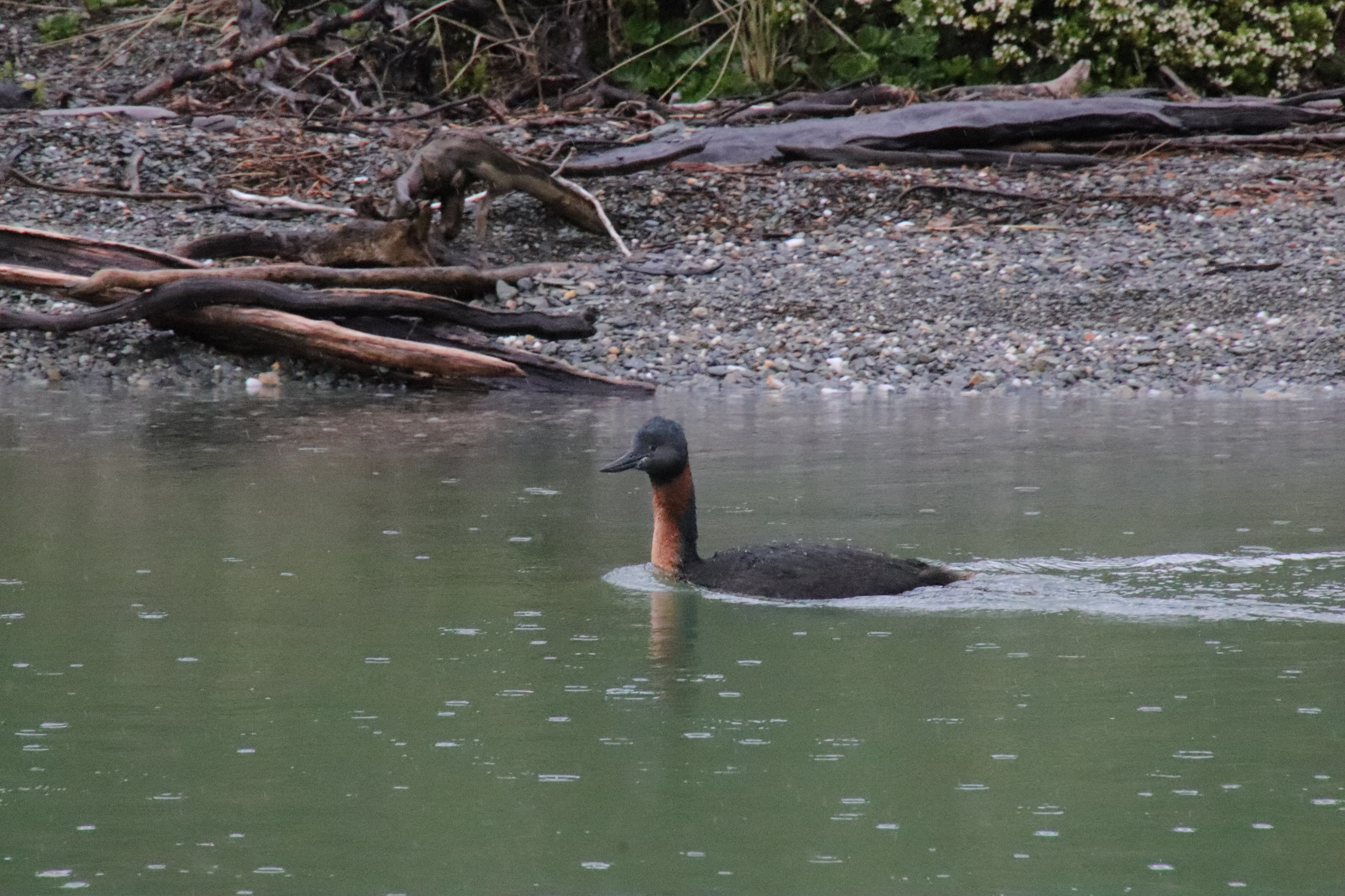 Great Grebe