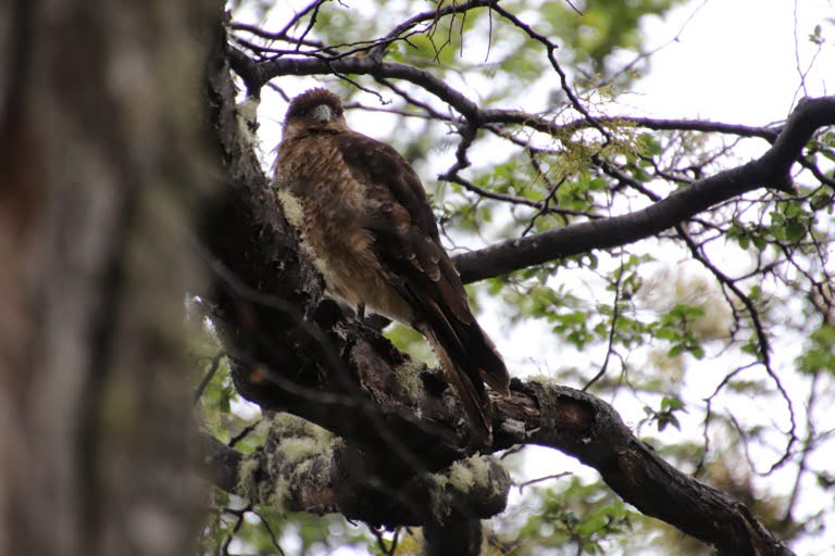 Chimango Caracara