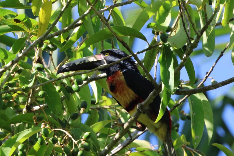 Collared Aracari