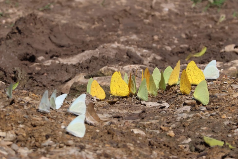 Yellow and Sulfur Butterflies