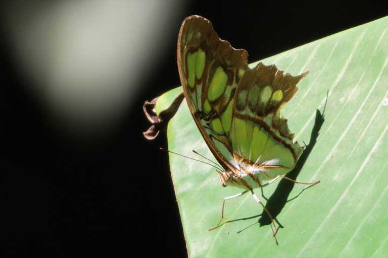 Malachite