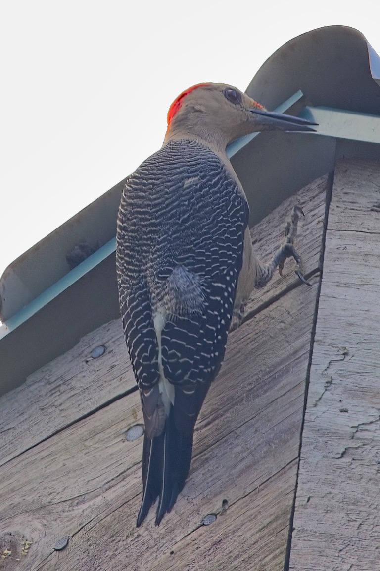 Golden-fronted Woodpecker