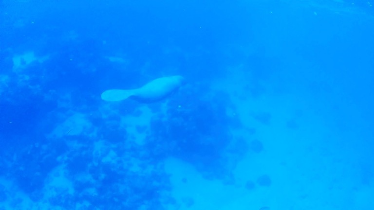 Manatee