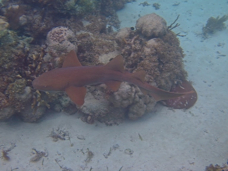 Small Nurse Shark