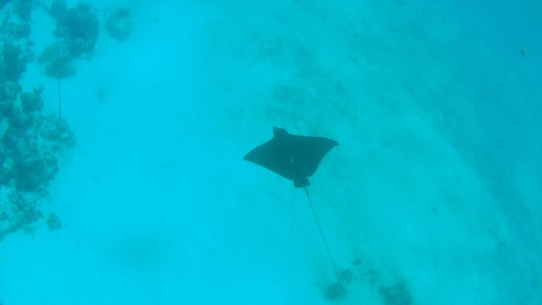 Spotted Eagle Ray