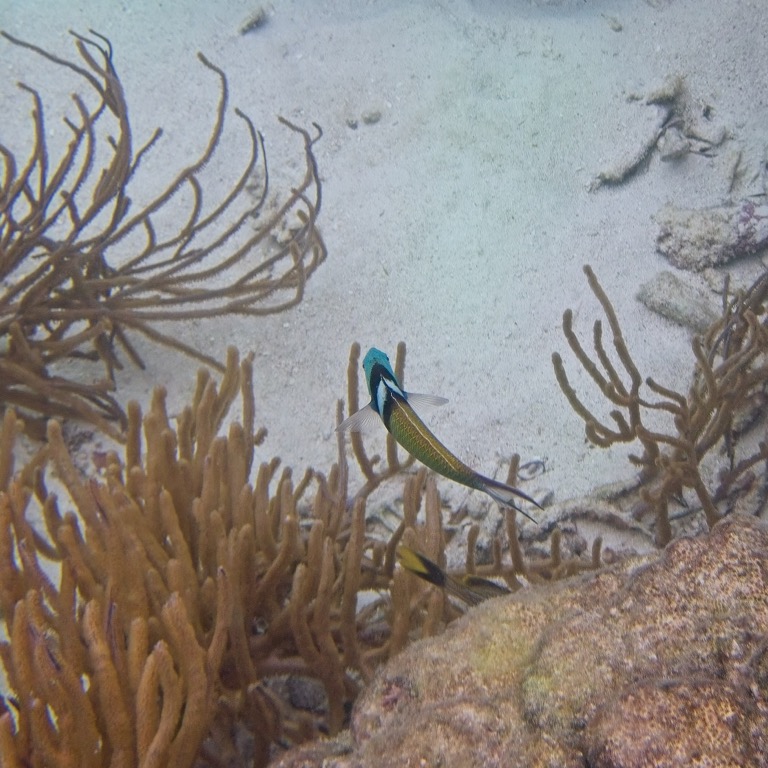 Caribbean Bluehead Wrasse