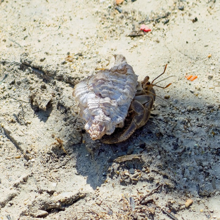 Hermit Crab