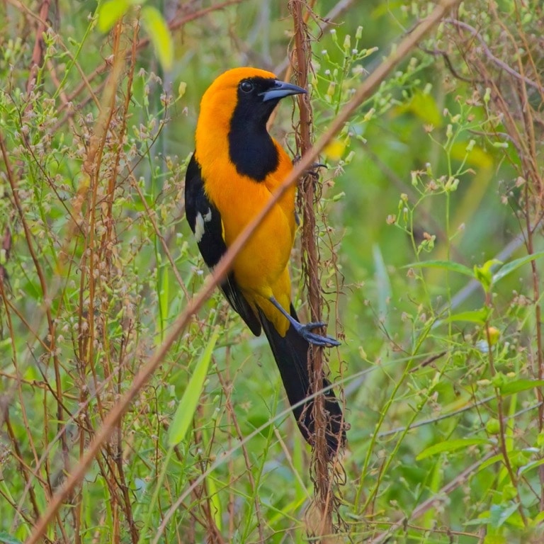 Hooded Oriole