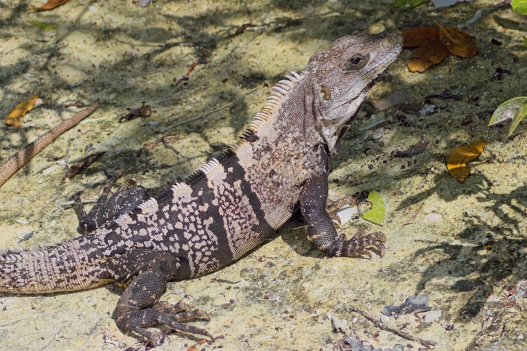 Black Spiny-tailed Iguana