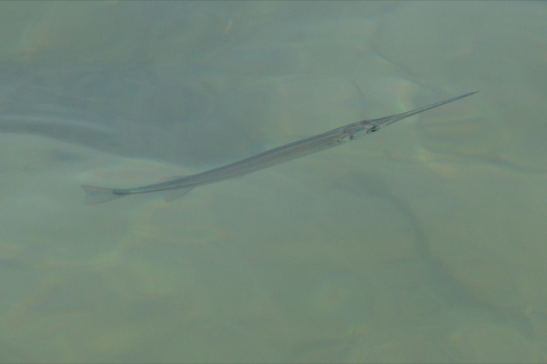 Needlefish