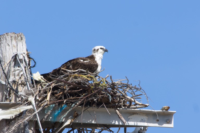 Osprey