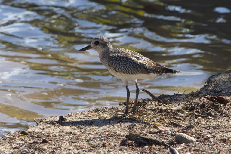 Black-bellied Plover