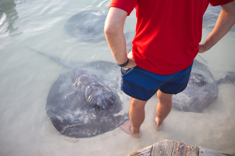 Stingray feeding