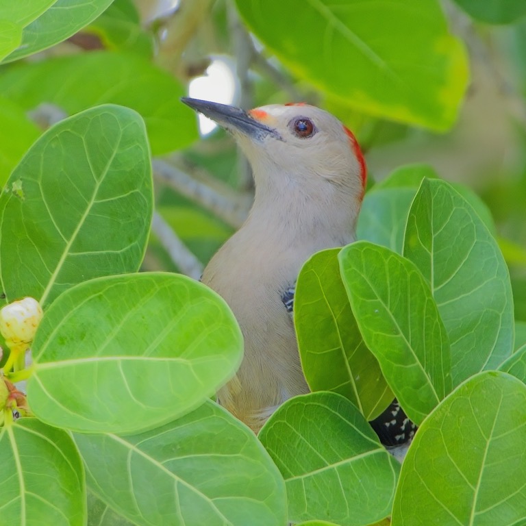 Golden-fronted Woodpecker