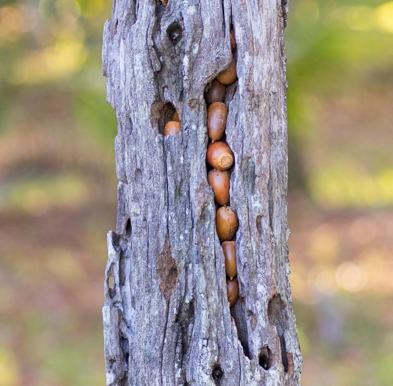 fencepost stuffed with acorns