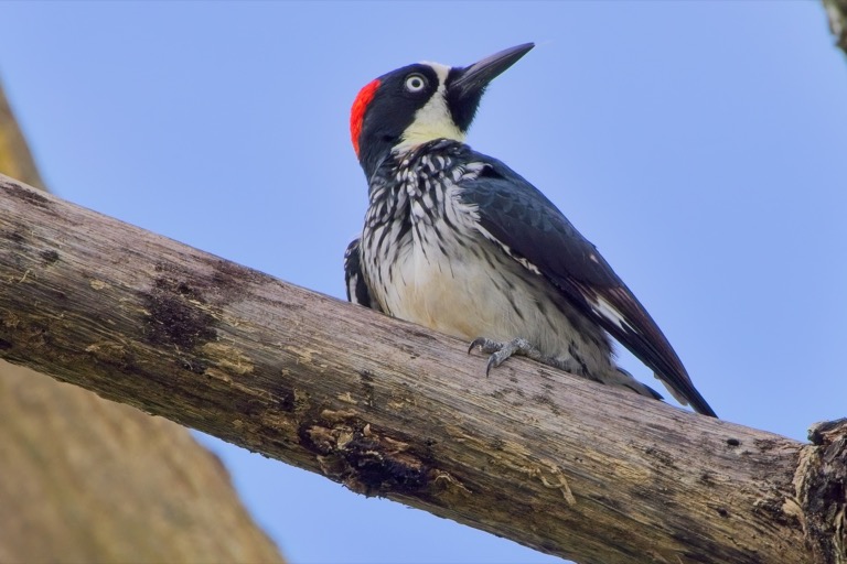 Acorn Woodpecker