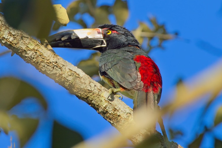 Collared Aracari