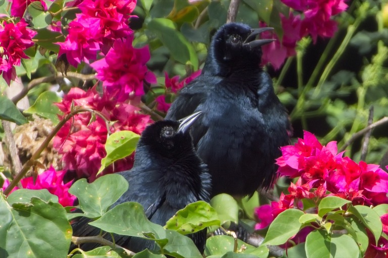 Melodious Blackbird