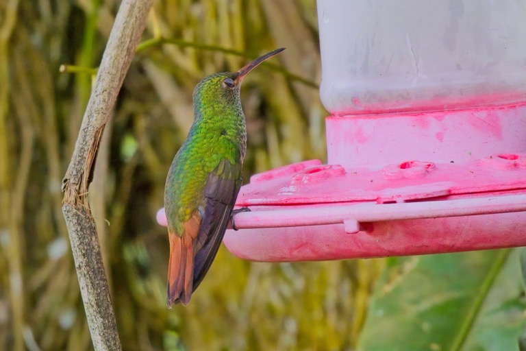 Rufous-tailed Hummingbird