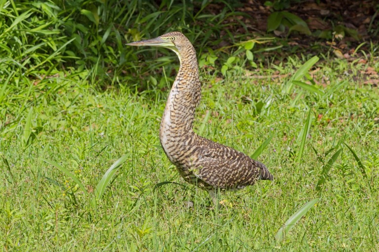 Juvenile Bare-throated Tiger Heron