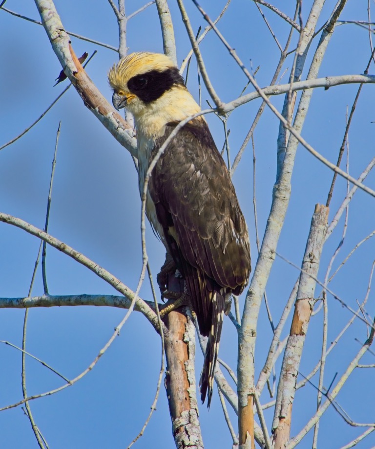 Laughing Falcon