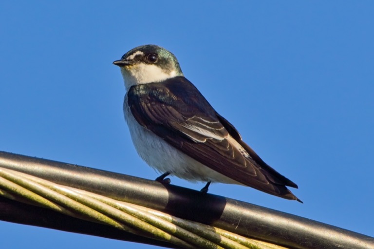 Mangrove Swallow