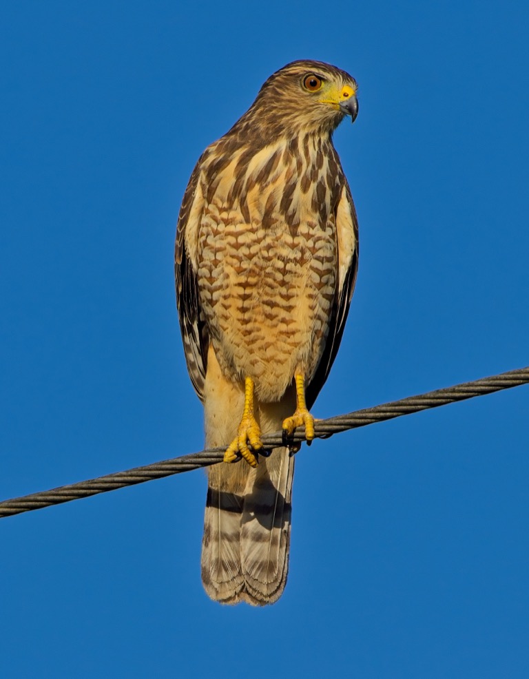 Roadside Hawk