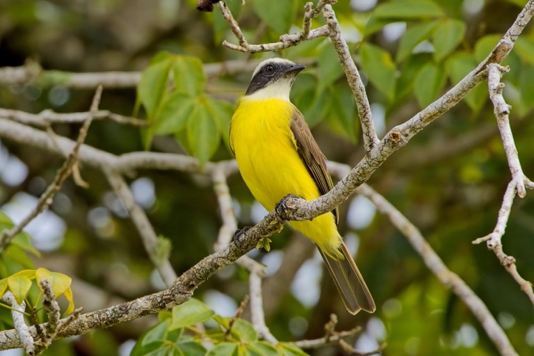 Social Flycatcher