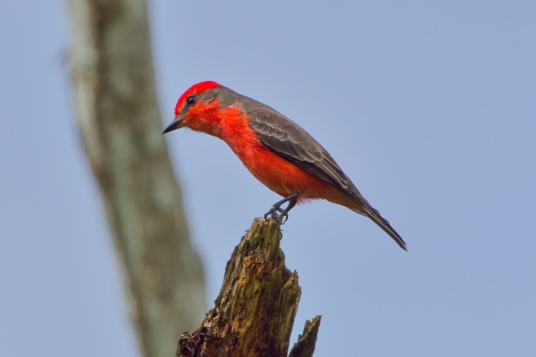 Vermilion Flycatcher