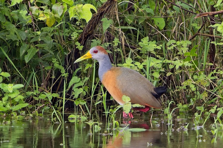 Rufous-naped Wood Rail