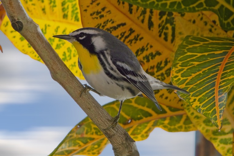 Yellow-throated Warbler