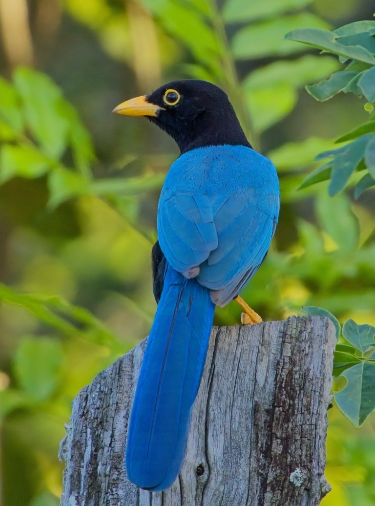 Yucatan Jay