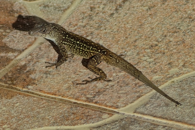 Brown Anole