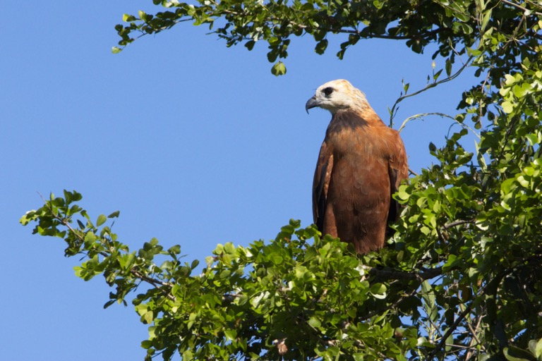 Black-collared Hawk