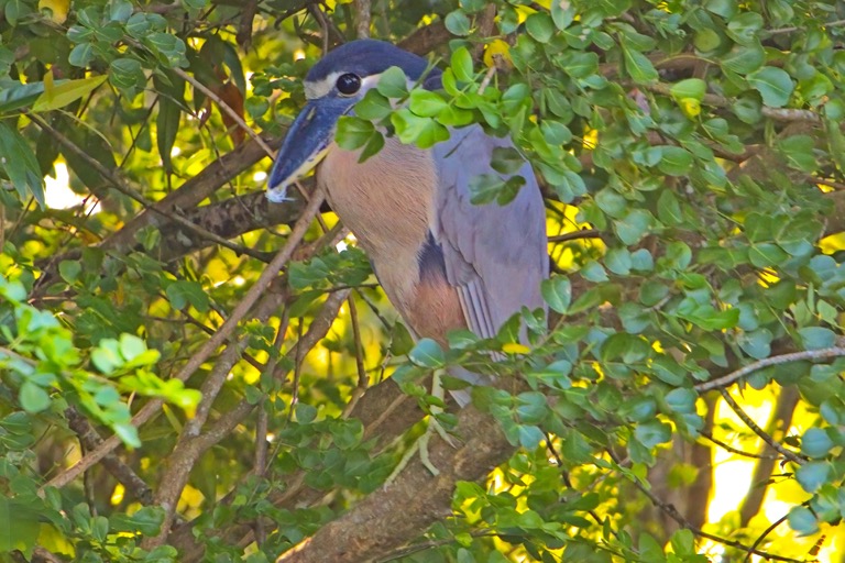 Boat-billed Heron