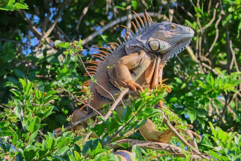 Green Iguana