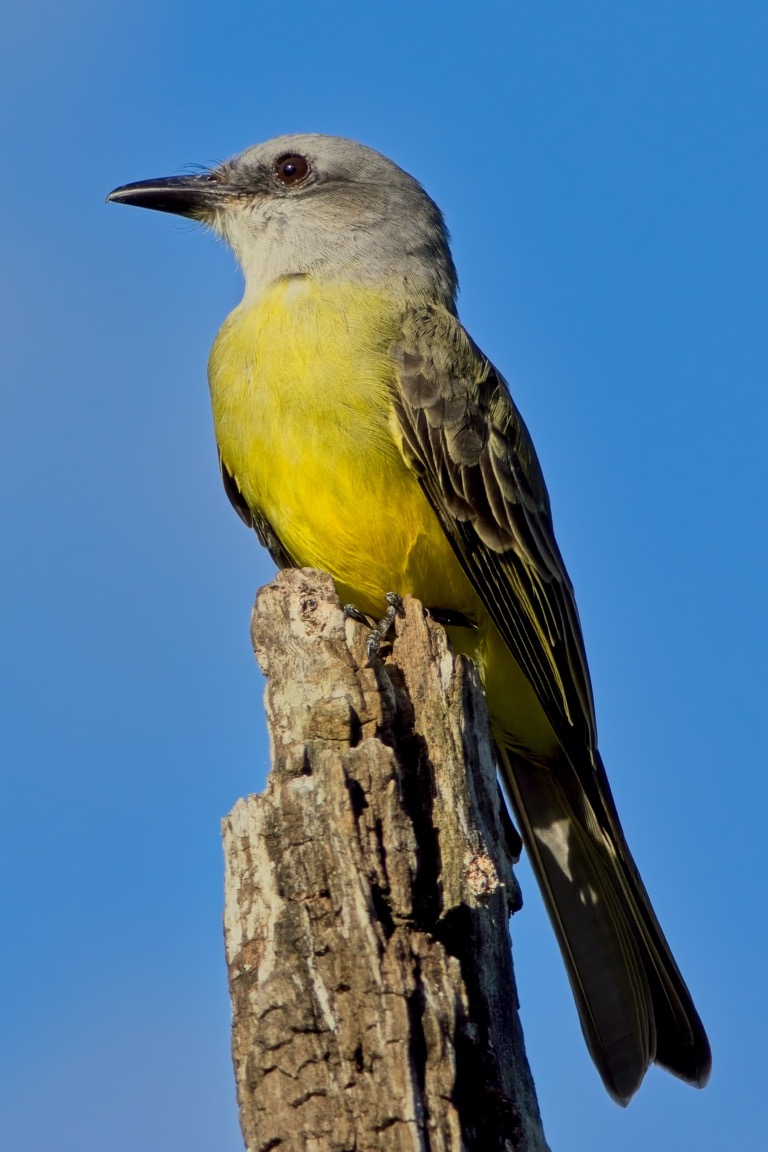 Tropical Kingbird