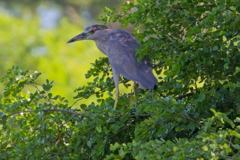 Black-crowned Night Heron