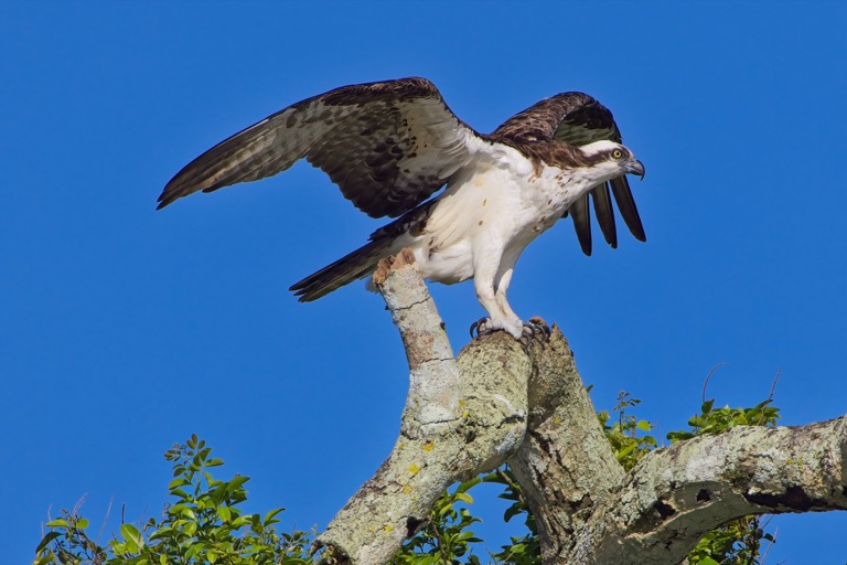 Osprey