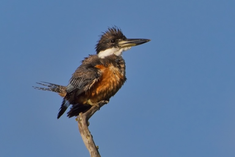 Ringed Kingfisher