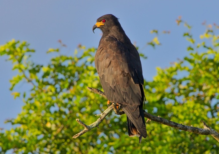 Snail Kite